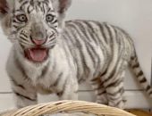 � ����� �������� �������� ������� ����������� ������-����������