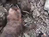 � ����� ����������� ������ �������� �������� ������