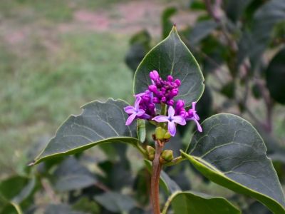 � ����� � ��������  ������� ������ � ���������