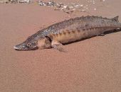 � ����� ������ ������ ������ �������� ������, - ������� �� ��� � 8 �������