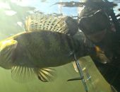 ��������� ������� ������ ��� �������