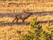 � ����� ���������� ���������� ������������ �����