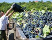 В Крыму в этом году собрали 65 тысяч тонн винограда
