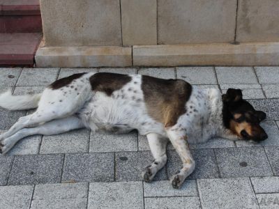 ������� - ������������� ���� ��������