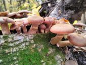 Туристы отравились неизвестными грибами в Крыму