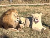 ������� � ����� "������" ���� �������� ���������� ��������