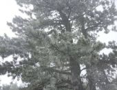 ��  ��-����� ������� ����� ������������� ��������� �����������