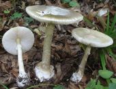 ������� ��� ��������� �����