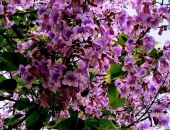 � ����������� �������� ������������ ���