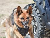 � ����� �� ����� ����� ��� ������� � ���������� ����������� 51 ��������