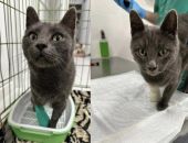 ��������� ������� ���� �����, ���������� ��������� ����