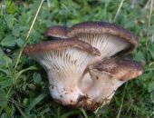 � ����� ���������� ������� ��������� ��������� �������