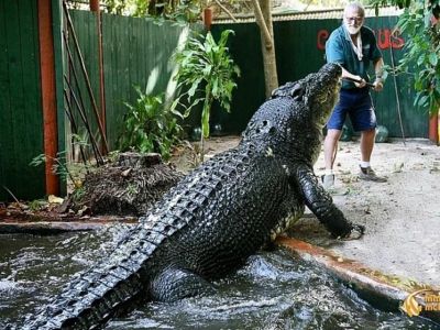 � ��������� � �������� 110 ��� ���� ��������-����������