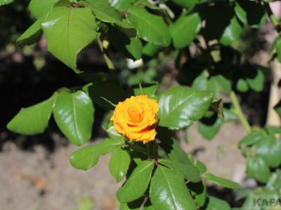 ��������: ��� ������ �� ����