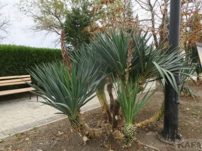 � �������� ������������ ������ ���� ��� ��������
