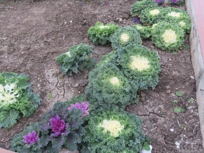 � �������� ������������ ������ ���� ��� ��������