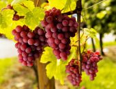 � ����� ������ ��������� � 2024 ���� �������� ������� ������������ ����