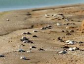 ������ ������������� �������� ��� ���� �� ����� �����  