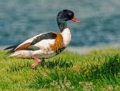 �������� ��� ���������� ���� ������������� � �����