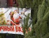 В Крыму новогодние сосны продают по 1200 рублей за метр 