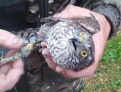 В Крыму спасли ястреба, запутавшегося в ветках дерева из-за пакета