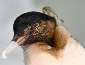 ����� 300 ������������ �� ������ ���� ����� � ������-����� "������"