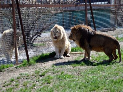 � ����� "������" �������� � ���������� ��������� ��������� �� ��������