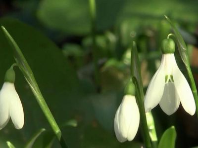 � ����� ������� ������ �����������