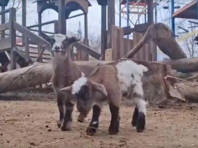 � �������� ����� ������� ������� ��������