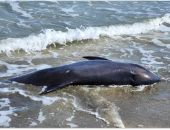 �� ��������� �����  ����� ���� 34 ��������� 