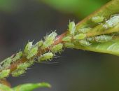 ���������� �����:  ��������� �������� ��� � ��� ���