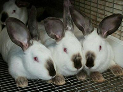 � ����� �������� ������ ������� �����������