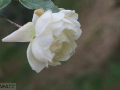 ��������: ���-�� ����� ����������