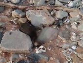 ��� ������ ������������� �������� ������ ����