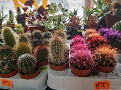 ��������� ��������� ���������