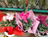 �������� 8 ����� ���� �� �����  ������� �� 30%