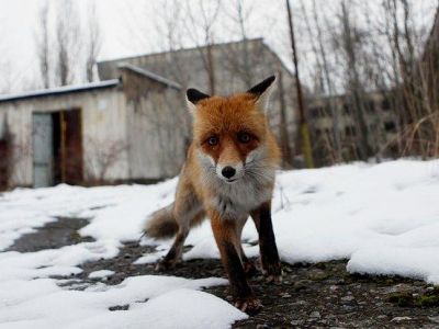 � ���� ������������� ��� ���������� �������