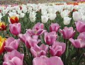 4 ������ � ��������� ������������ ���� �������� ����� ���������