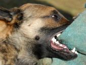 � ��������� ��� ������ ���� �� �������� �������