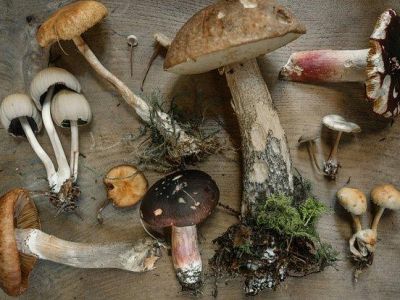 � ������ �� ���� ��������� ������ ������ ��������� ���������������