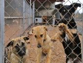 В Крыму откроется новый приют для животных