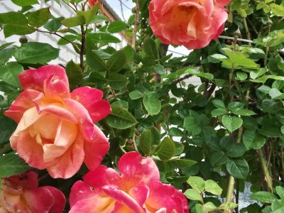 � ����� ���������� ����� ����� ���