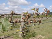  Такая погода: в Крыму сбор винограда и овощей  снизится на 18%