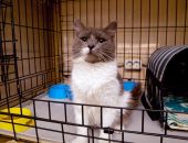 В Ялте планируют создать приют для кошек