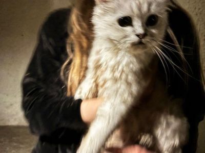 � ���� ������ �����, ������������� � �������