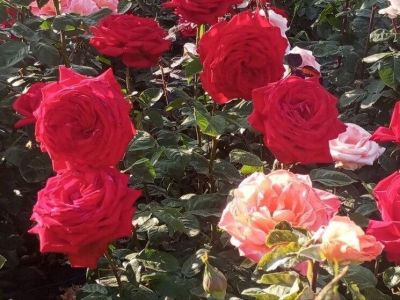 � ��������� ������������ ���� ����������� ���������� �������