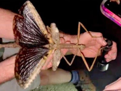 � ��������� ����� ����� �������� ��������� ������ 40 �����������