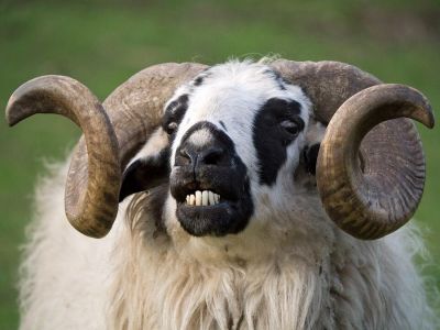 � ����� ����� ���� �����������, ������� ������ ����� ������