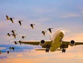 ���� "���������" ����������� - ������ ������� ��-�� ������������ �������� � �������