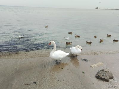 � �������� ��������� ������ ���� ������� (�����)
